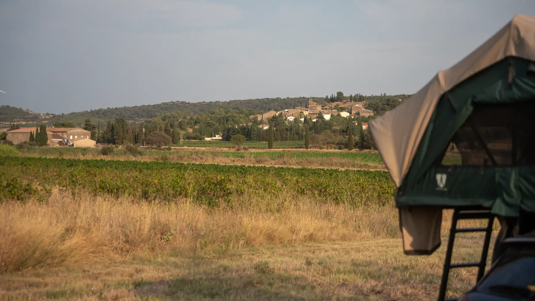 Les vieilles vignes
