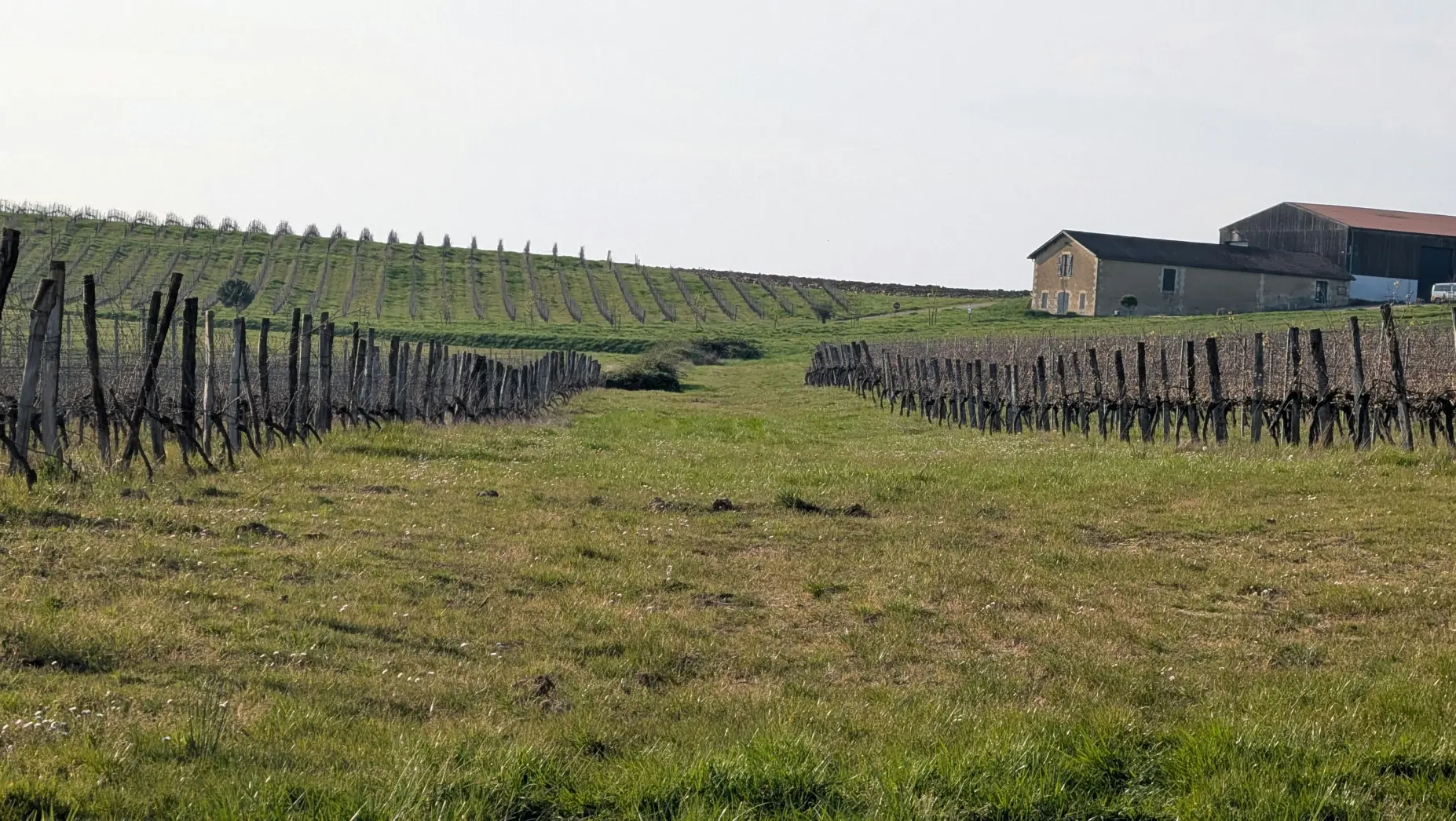 Au Pied des Vignes Falgueyret
