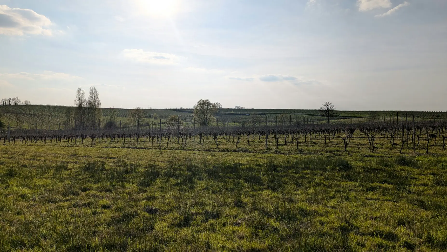 Au Pied des Vignes Falgueyret #4