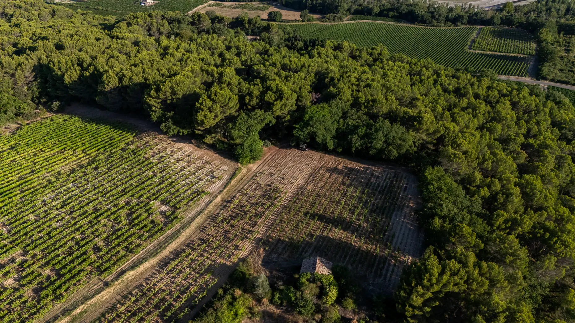 Le chemin des vignes