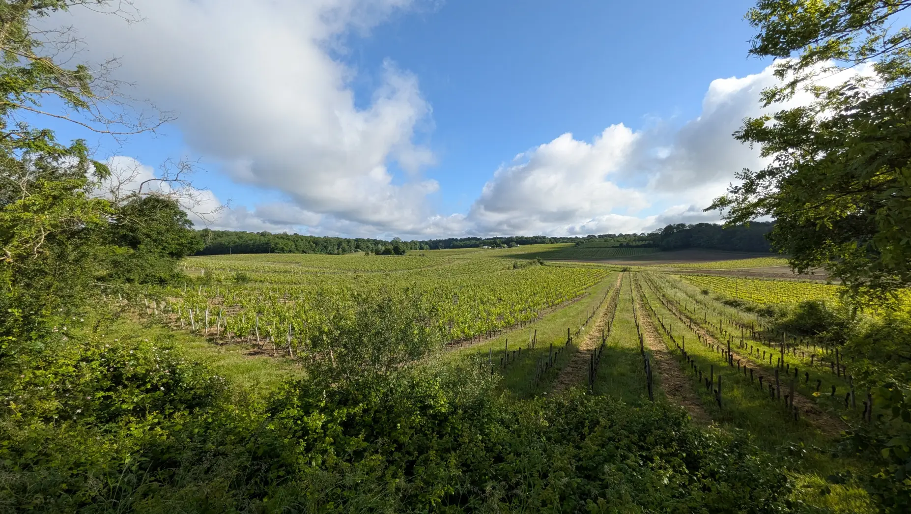 L'Escale vigneronne