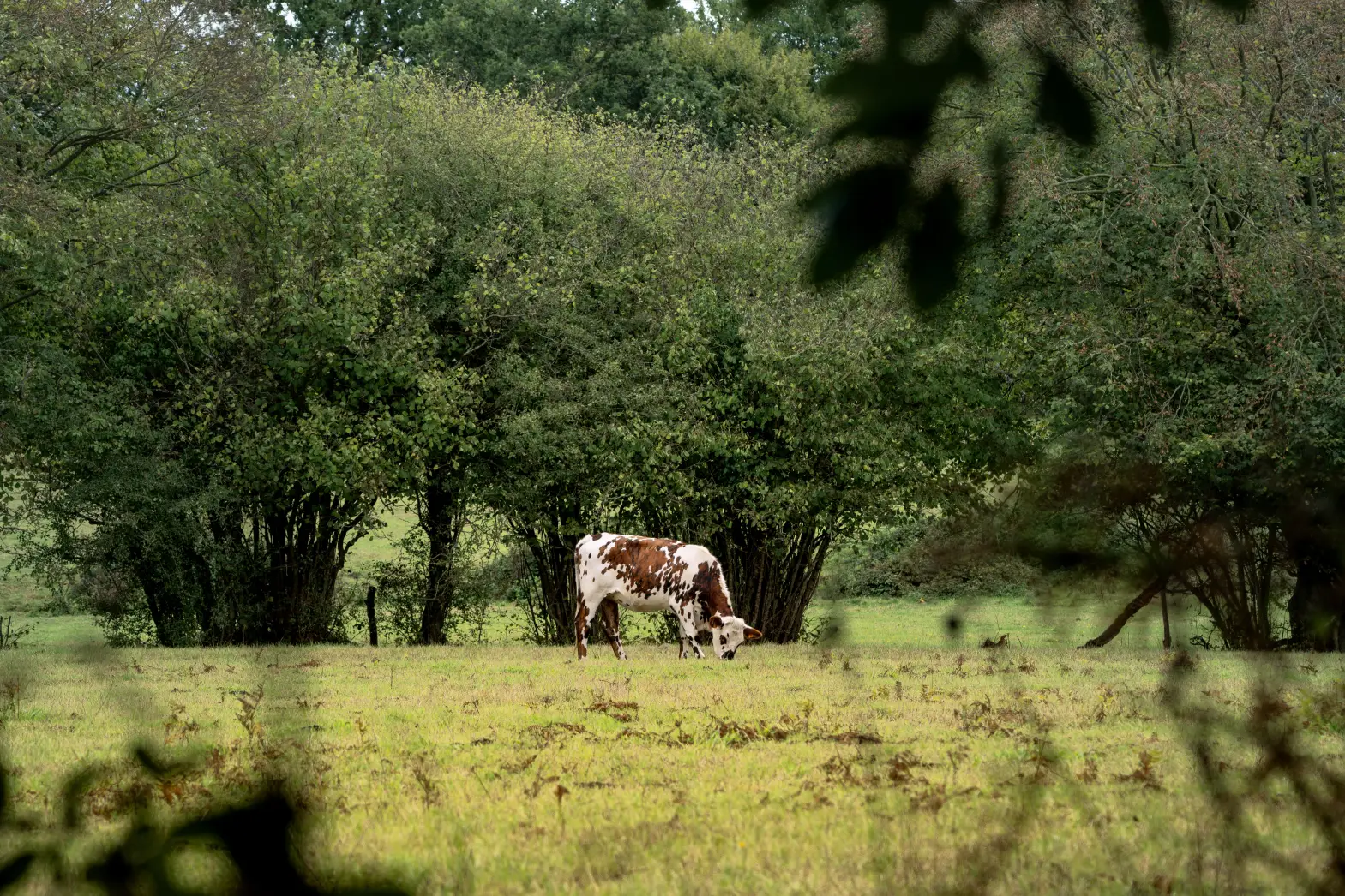 La forêt et les vaches