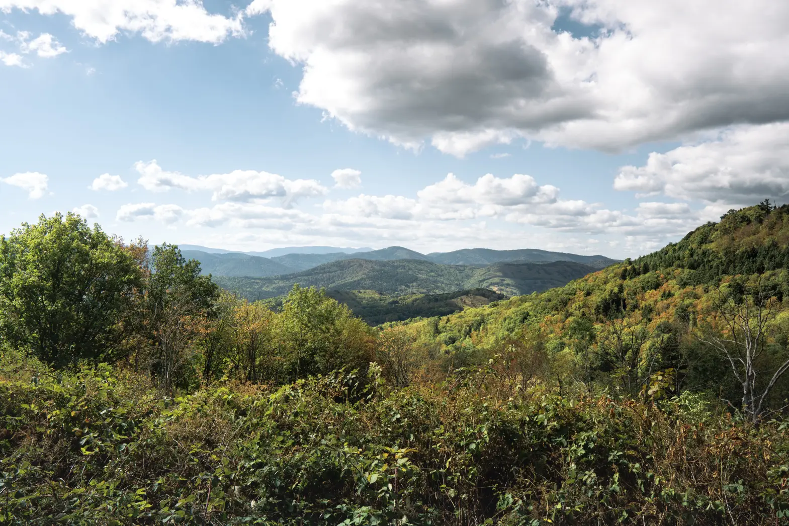 L'Orée des Vosges #7
