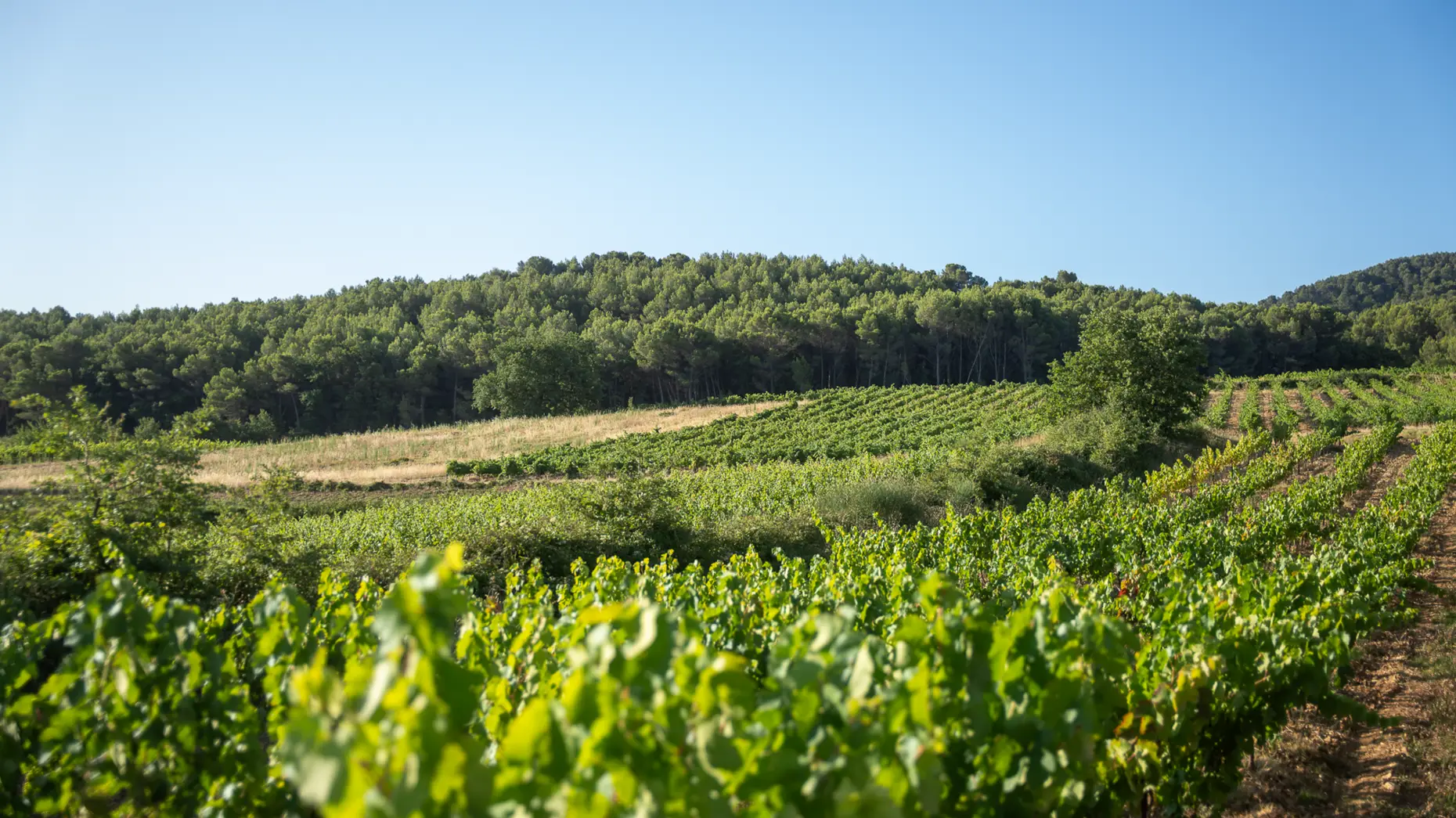 Le chemin des vignes #6