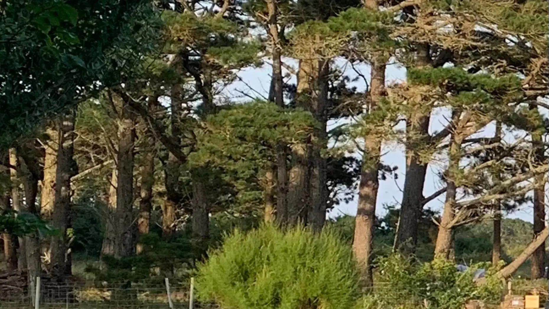 Le champ de Belle Île