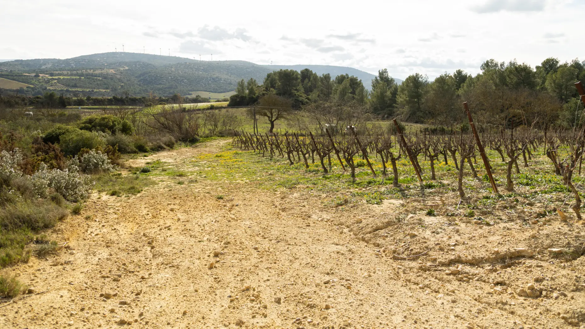 Le circuit des vignes