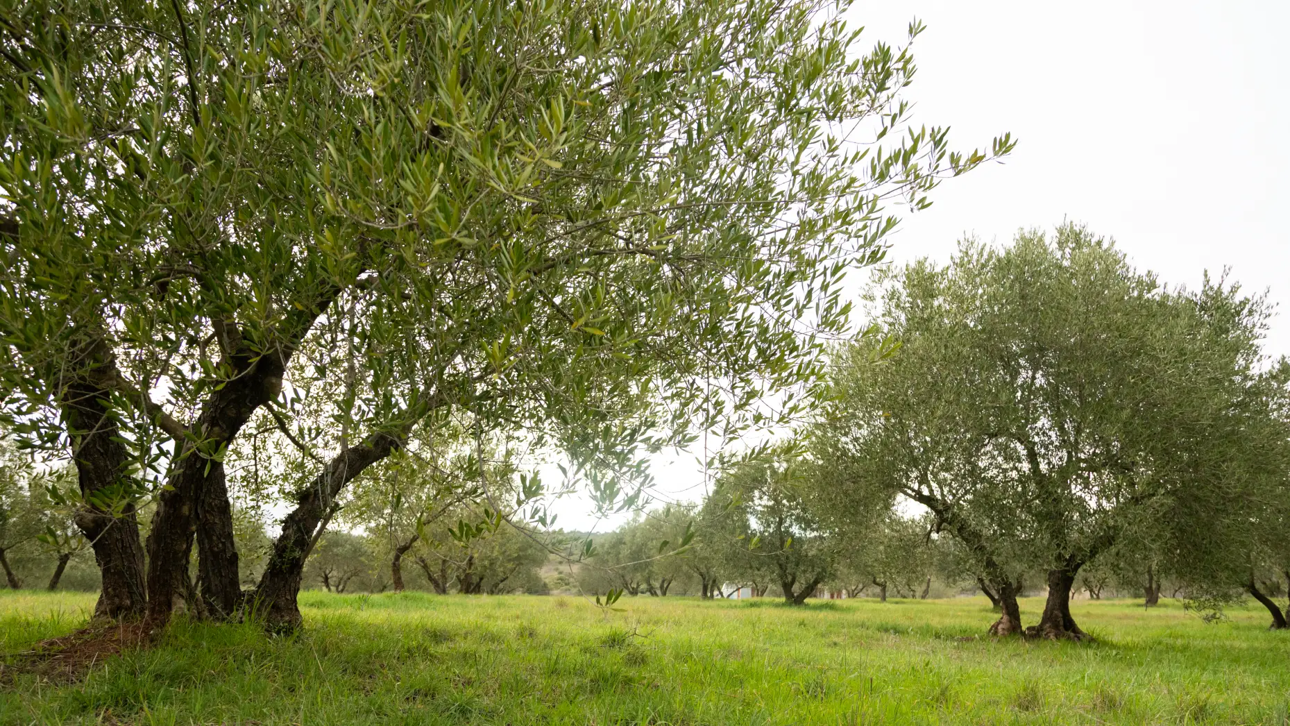 Milolives