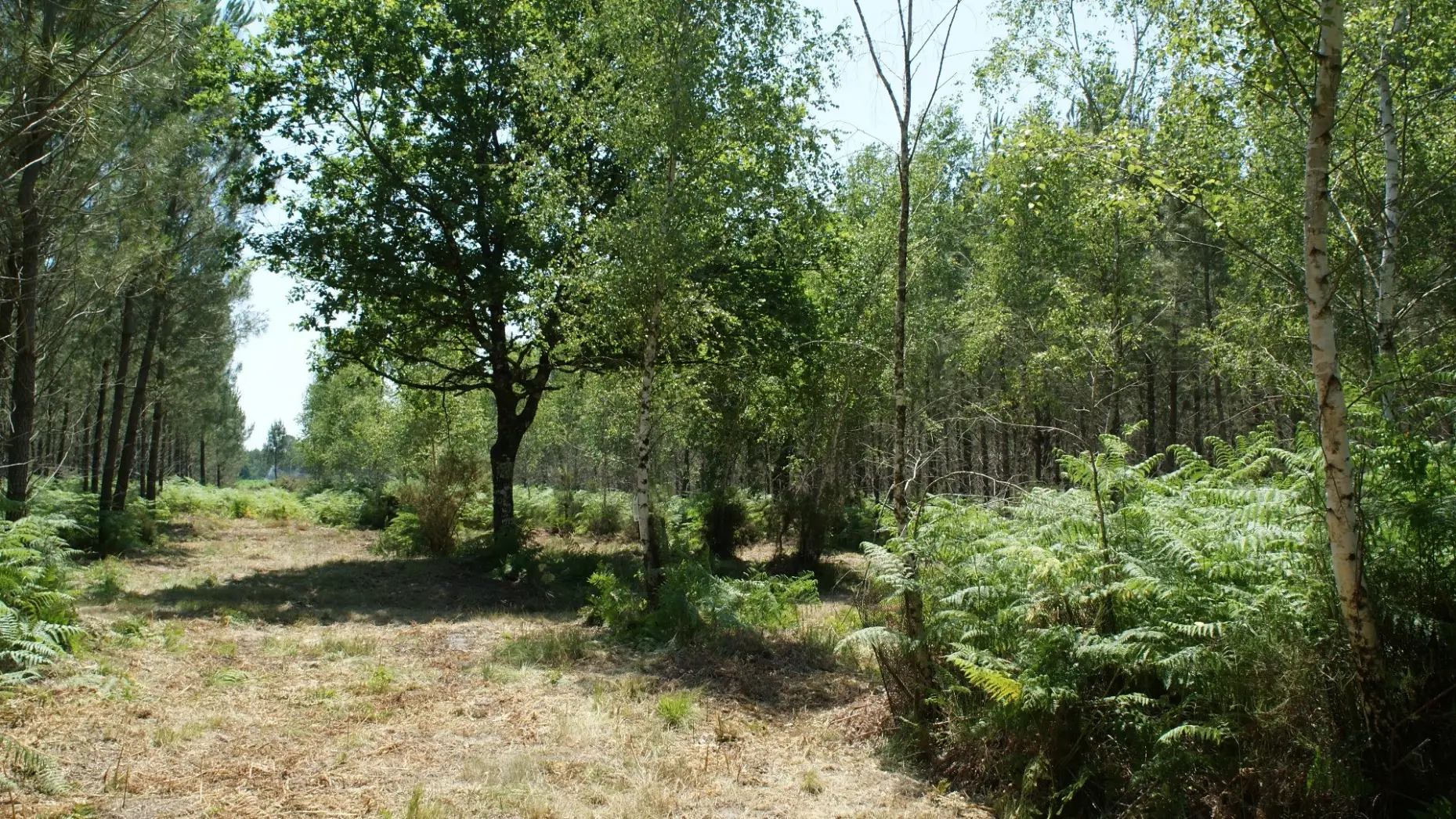La forêt des Landes