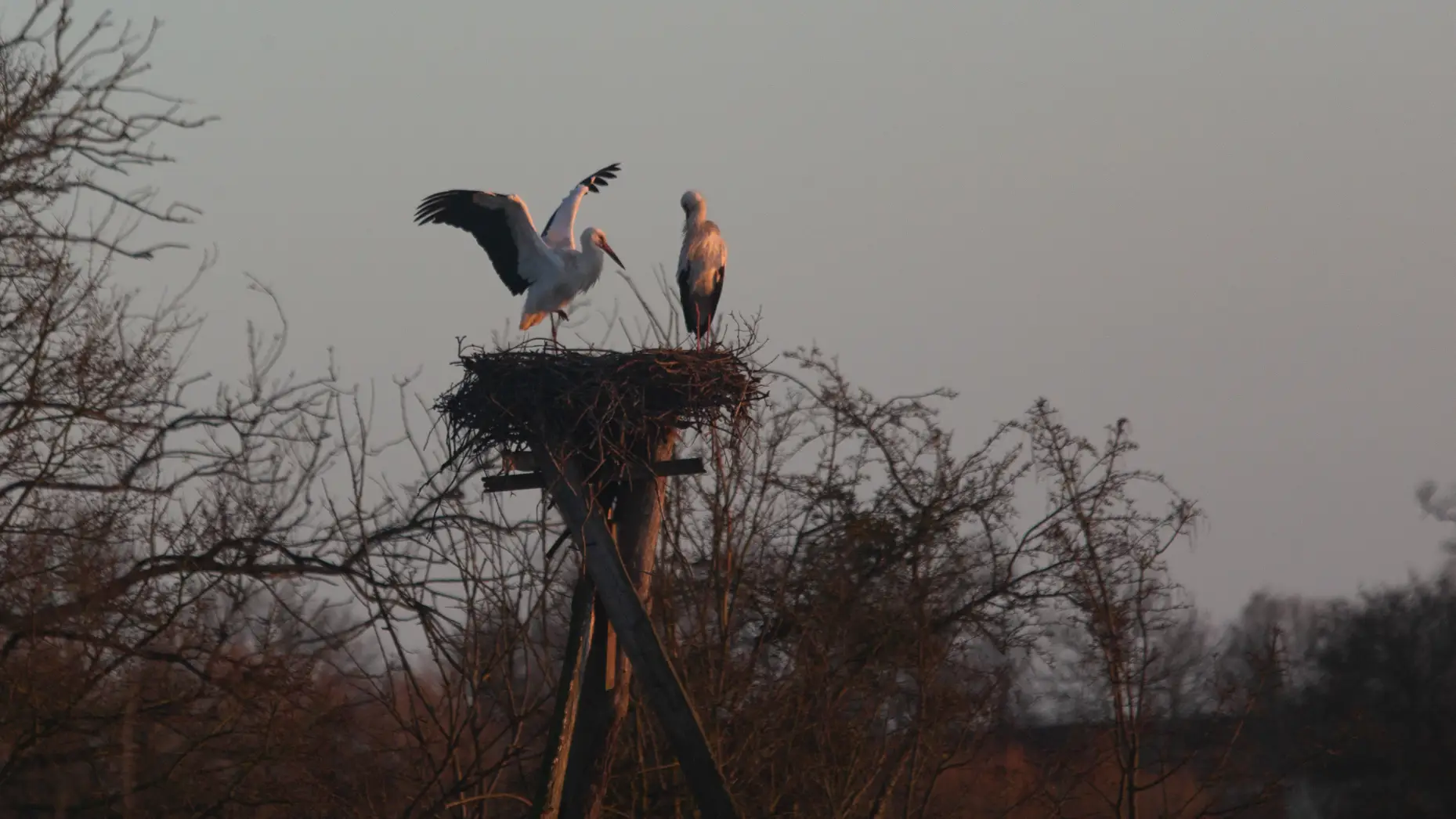 Saint Samson #11