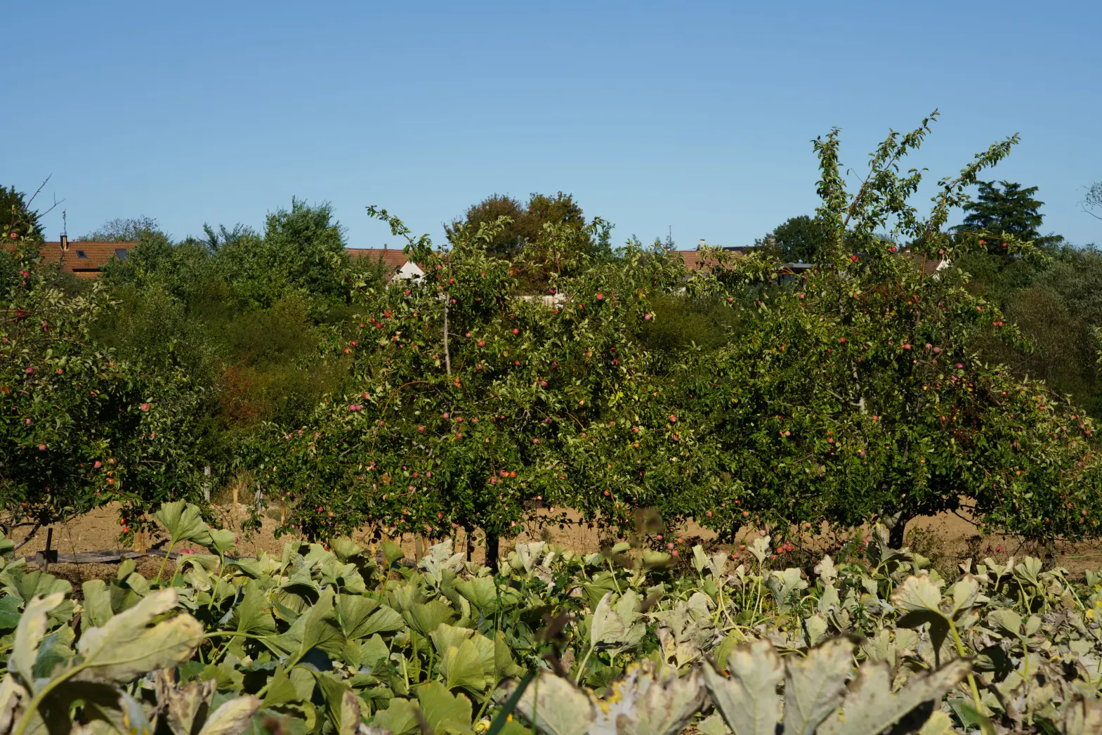 Le Potager de Saint-Martin #10