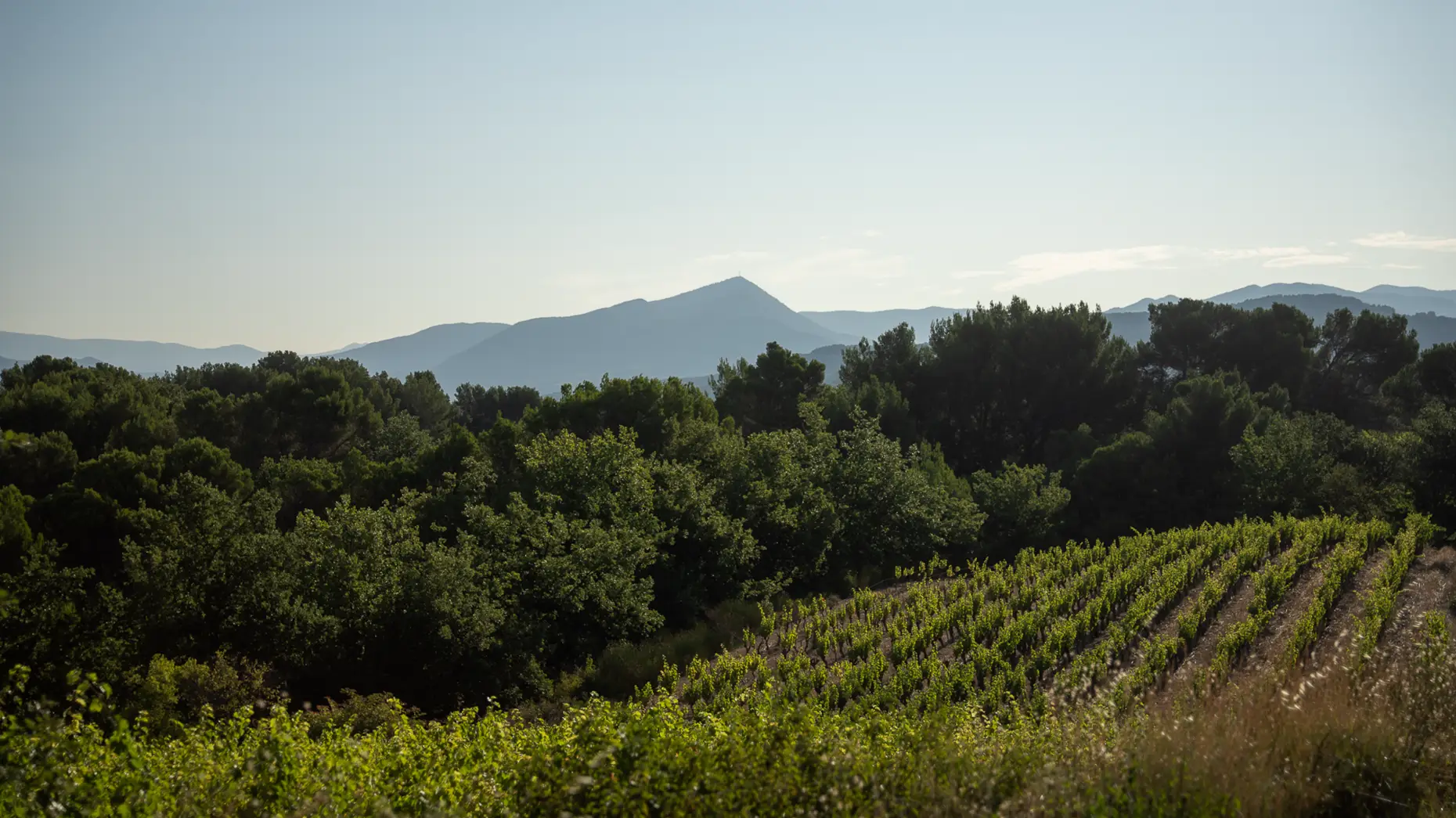 Le chemin des vignes #4