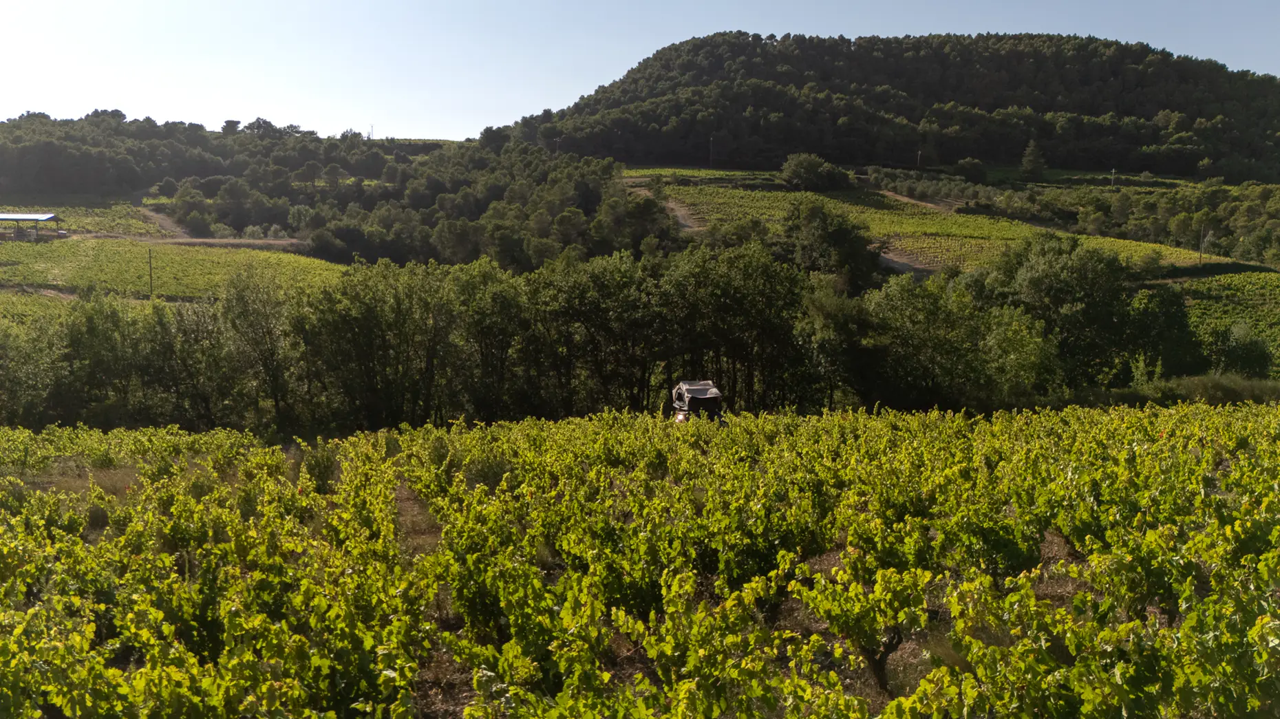 Carignan de Malmont #4