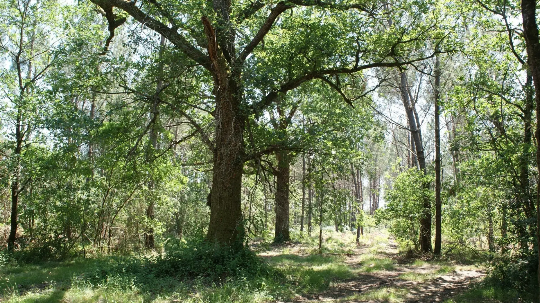 L'Îlot des Chênes