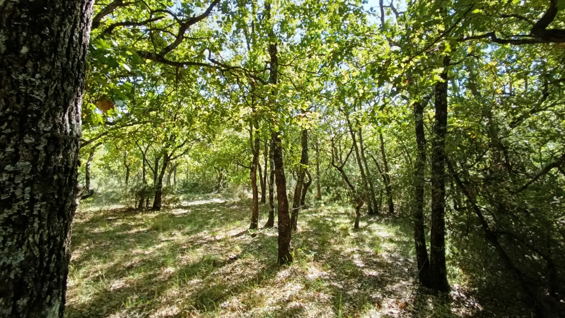 Sous les arbres d'Aiglun #4