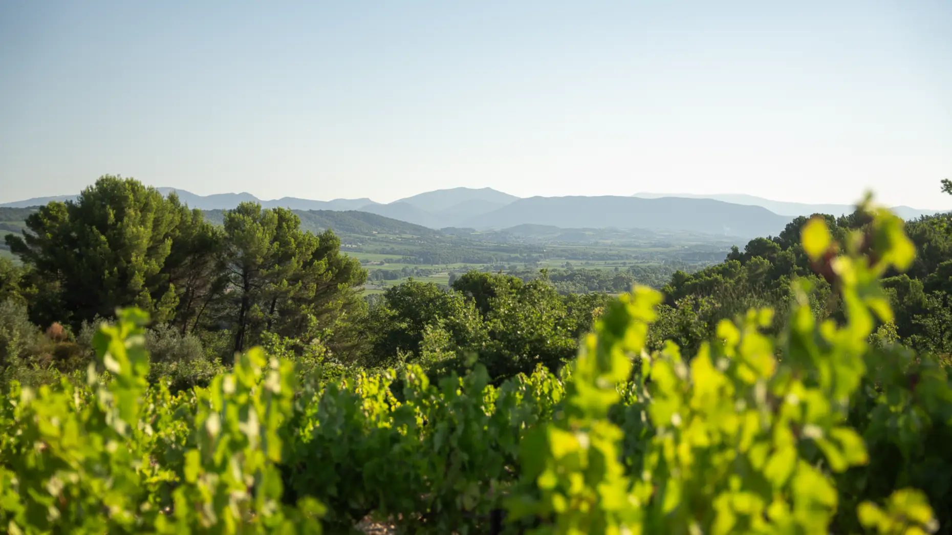 Le chemin des vignes