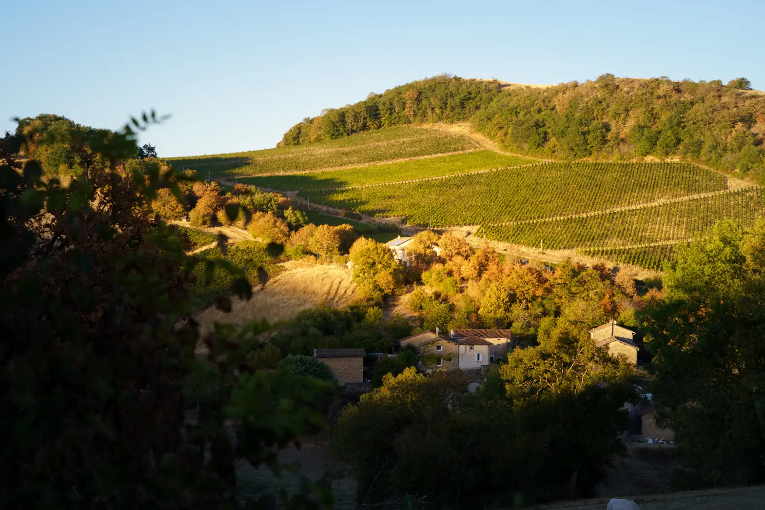 Un clou dans la vigne