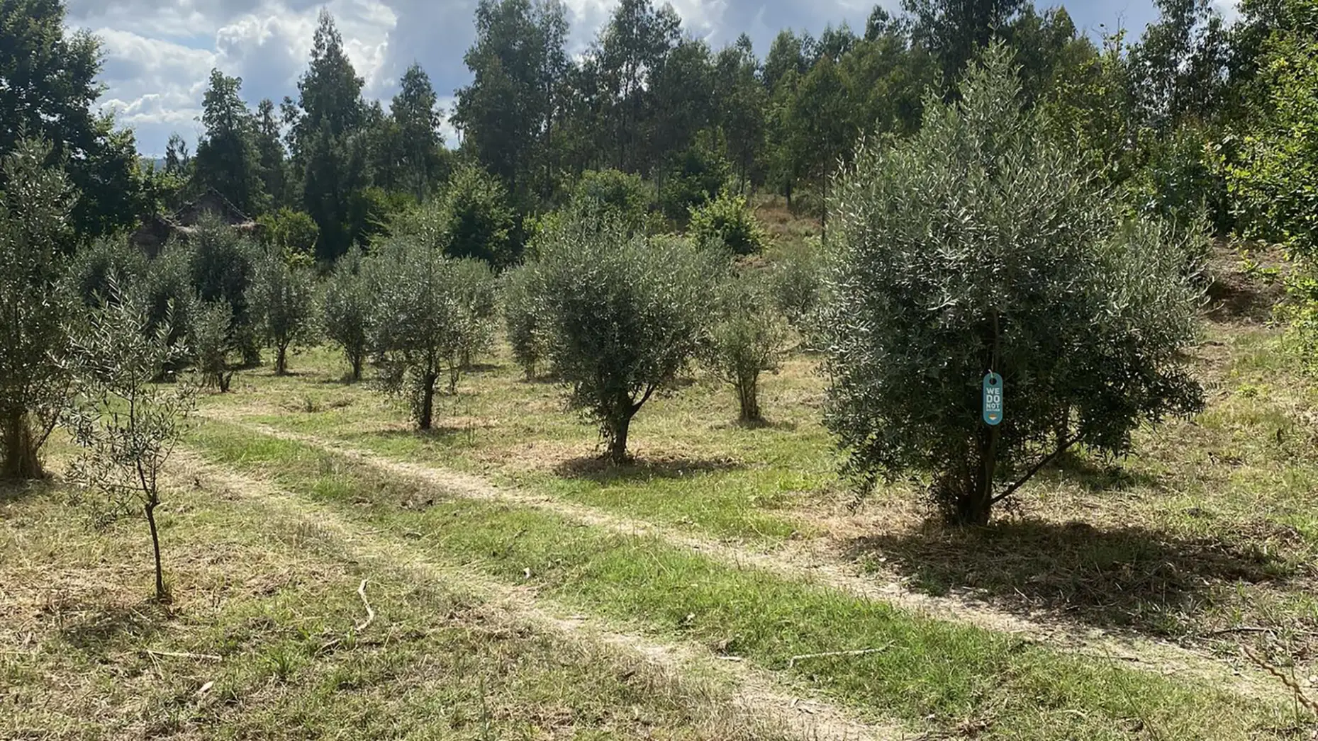 Olival