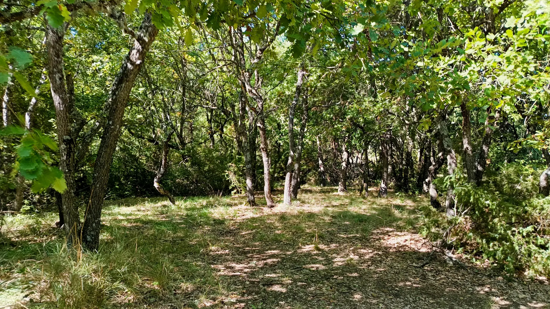 Sous les arbres d'Aiglun
